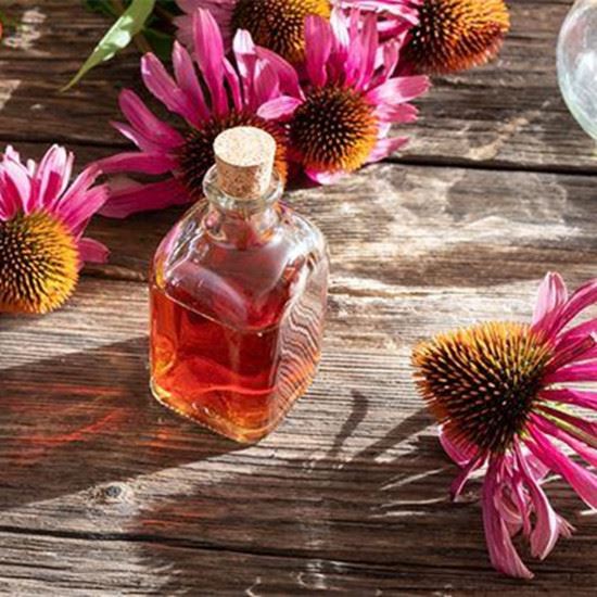 Echinacea essential oil