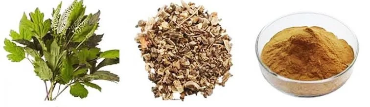 Black Cohosh powder